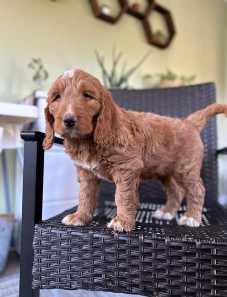 franklin shopper puppies.